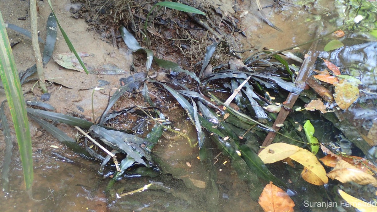 Aponogeton rigidifolius H.Bruggen